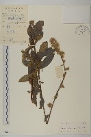 裂葉艾納香藏品圖，第1張