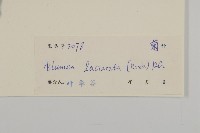 裂葉艾納香藏品圖，第3張