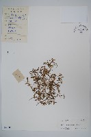 半邊蓮、鐮磨仔草藏品圖，第1張