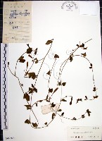 倒地蜈蚣藏品圖，第1張