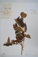 鹽膚木藏品圖，第1張