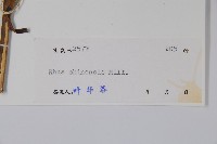 鹽膚木藏品圖，第2張