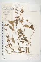 旋花狀苞葉藤藏品圖，第1張