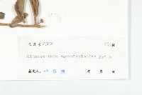 旋花狀苞葉藤藏品圖，第3張