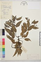 苞葉木藏品圖，第1張