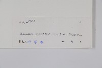 中華野獨活藏品圖，第2張