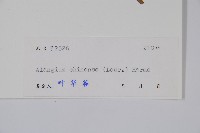 八角楓藏品圖，第2張