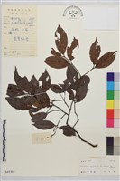 梗花雀梅藤藏品圖，第1張