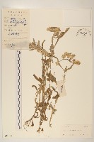 鼠麴草藏品圖，第1張