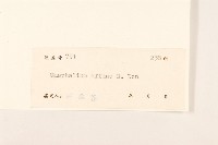 鼠麴草藏品圖，第3張