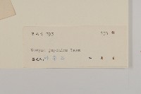 日本假蓬藏品圖，第3張