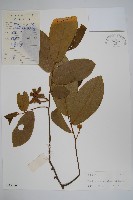 紫玉盤藏品圖，第1張