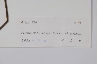 紫玉盤藏品圖，第2張