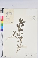 短序鐵莧菜藏品圖，第1張