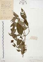 毛玉葉金花藏品圖，第1張
