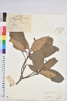 粗糠柴藏品圖，第1張