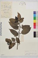 尼布魯鼠李藏品圖，第1張