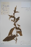 耳葉馬藍藏品圖，第1張