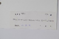 耳葉馬藍藏品圖，第2張