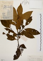 茜草樹藏品圖，第1張