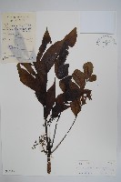 石山漆藏品圖，第1張