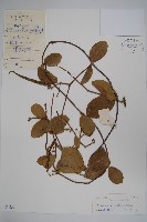 圓葉娃兒藤藏品圖，第1張