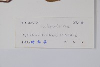 圓葉娃兒藤藏品圖，第2張