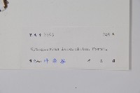 小花倒提壺藏品圖，第2張