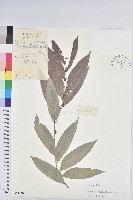 登錄號:S045356藏品圖，第1張