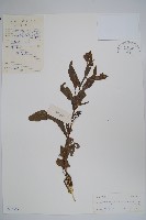 琉璃草藏品圖，第1張