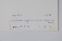 琉璃草藏品圖，第2張