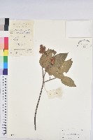 登錄號:S045359藏品圖，第1張