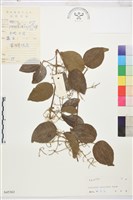 兩廣錫蘭蓮藏品圖，第1張