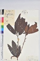 刺毛杜鵑藏品圖，第1張