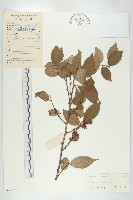 藤胡頹子藏品圖，第1張