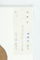 藤胡頹子藏品圖，第3張