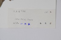 紅翅槭藏品圖，第2張