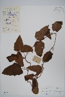 大鄧伯花藏品圖，第1張