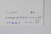 大鄧伯花藏品圖，第2張