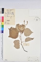 白背葉藏品圖，第1張