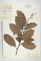 丁公藤藏品圖，第1張