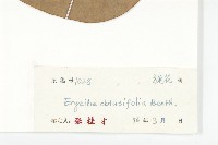 丁公藤藏品圖，第3張