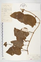 頭花銀背藤藏品圖，第1張