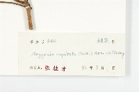 頭花銀背藤藏品圖，第3張