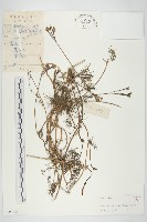 蔦蘿藏品圖，第1張