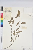 白苞猩猩草藏品圖，第1張