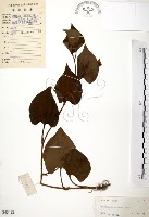 臭腥草、蕺菜藏品圖，第1張