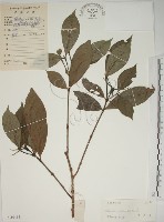 山黃梔藏品圖，第1張