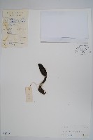 筆頭蛇菰藏品圖，第1張