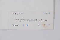 筆頭蛇菰藏品圖，第2張